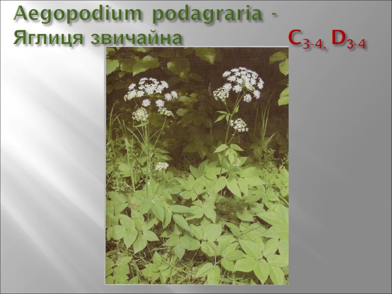 Aegopodium podagraria -  Яглиця звичайна        